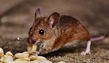 24 Hour & Emergency Exterminators in Tar Heel, NC